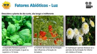 Descobre a planta de dia curto, dia longo e indiferente
O espinafre floresce quando o
período de iluminação é igual ou
superior a 12 horas.
O número de horas de iluminação
não influencia a floração do
tomateiro.
O malmequer apenas floresce se o
período de iluminação for inferior
em média a 8 horas.
 