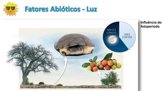 Influência do
fotoperíodo
 