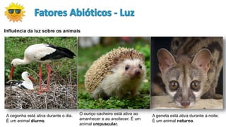 A cegonha está ativa durante o dia.
É um animal diurno.
O ouriço-cacheiro está ativo ao
amanhecer e ao anoitecer. É um
animal crepuscular.
A geneta está ativa durante a noite.
É um animal noturno.
Influência da luz sobre os animais
 