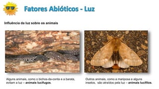 Outros animais, como a mariposa e alguns
insetos, são atraídos pela luz – animais lucífilos.
Alguns animais, como o bichos-da-conta e a barata,
evitam a luz – animais lucífugos.
Influência da luz sobre os animais
 