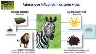 FATORES BIÓTICOS
Exemplos
FATORES ABIÓTICOS
Exemplos
Seres vivos com os quais a zebra
se relaciona e dos quais depende
Condições físico-químicas do meio
que constitui o habitat da zebra
Fatores que influenciam os seres vivos
 