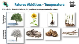Estratégias de sobrevivência das plantas a temperaturas desfavoráveis
Temperatura
favorável
Temperatura
desfavorável
 