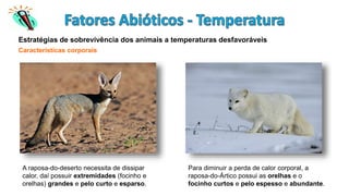 Estratégias de sobrevivência dos animais a temperaturas desfavoráveis
Características corporais
A raposa-do-deserto necessita de dissipar
calor, daí possuir extremidades (focinho e
orelhas) grandes e pelo curto e esparso.
Para diminuir a perda de calor corporal, a
raposa-do-Ártico possui as orelhas e o
focinho curtos e pelo espesso e abundante.
 