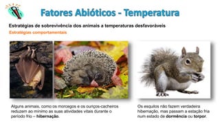 Estratégias de sobrevivência dos animais a temperaturas desfavoráveis
Estratégias comportamentais
Alguns animais, como os morcegos e os ouriços-cacheiros
reduzem ao mínimo as suas atividades vitais durante o
período frio – hibernação.
Os esquilos não fazem verdadeira
hibernação, mas passam a estação fria
num estado de dormência ou torpor.
 