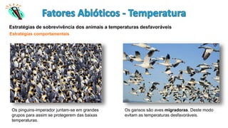 Estratégias de sobrevivência dos animais a temperaturas desfavoráveis
Estratégias comportamentais
Os pinguins-imperador juntam-se em grandes
grupos para assim se protegerem das baixas
temperaturas.
Os gansos são aves migradoras. Deste modo
evitam as temperaturas desfavoráveis.
 