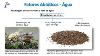 Adaptações dos seres vivos à falta de água
Estratégias: ao nível...
...da diminuição da
perda de água
...da acumulação de
água no corpo
...da eficácia de
obtenção de água
Alguns animais estivam como forma de
se protegerem dos períodos mais secos.
As plantas podem passar os períodos mais
quentes e secos sob a forma de sementes
 