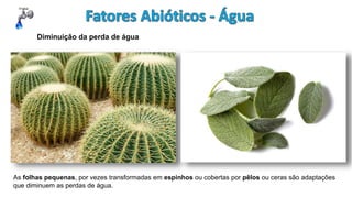 Diminuição da perda de água
As folhas pequenas, por vezes transformadas em espinhos ou cobertas por pêlos ou ceras são adaptações
que diminuem as perdas de água.
 