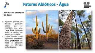 Eficácia na obtenção
de água
 Algumas plantas do
deserto possuem
raízes que se
estendem por uma
vasta área, captando
assim o máximo de
água quando chove.
 Outras plantas, como
o pinheiro, têm raízes
muito profundas de
modo a captarem
água a elevadas
profundidades.
 