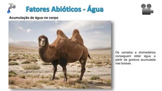 Os camelos e dromedários
conseguem obter água a
partir da gordura acumulada
nas bossas.
Acumulação de água no corpo
 