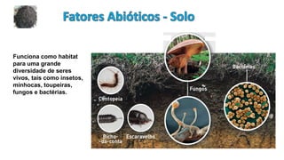 Funciona como habitat
para uma grande
diversidade de seres
vivos, tais como insetos,
minhocas, toupeiras,
fungos e bactérias.
 