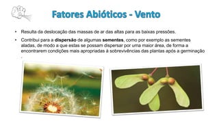 • Resulta da deslocação das massas de ar das altas para as baixas pressões.
• Contribui para a dispersão de algumas sementes, como por exemplo as sementes
aladas, de modo a que estas se possam dispersar por uma maior área, de forma a
encontrarem condições mais apropriadas à sobrevivências das plantas após a germinação
.
 