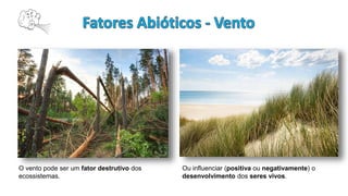 O vento pode ser um fator destrutivo dos
ecossistemas.
Ou influenciar (positiva ou negativamente) o
desenvolvimento dos seres vivos.
 