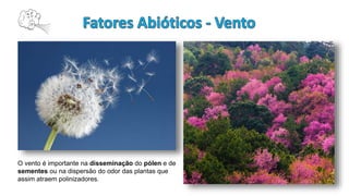 O vento é importante na disseminação do pólen e de
sementes ou na dispersão do odor das plantas que
assim atraem polinizadores.
 