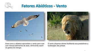 Aves como o albatroz aproveitam o vento para voar
com menos batimentos de asas, diminuindo assim
os gastos de energia.
O vento dispersa odores facilitando aos predadores a
localização das presas.
 