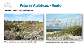 Adaptações das plantas ao vento
Porte rasteiro ou forma de moita (ou almofada) Grande flexibilidade dos ramos e folhas
 