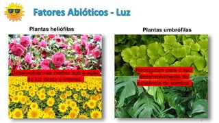 7
Plantas heliófilas Plantas umbrófilas
Desenvolvem-se melhor sob a ação
de luz direta e intensa.
Necessitam para o seu
desenvolvimento da
existência de sombra.
 