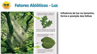 Influência da luz no tamanho,
forma e posição das folhas
 