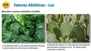 Descobre a planta umbrófila e heliófila
A costela-de-Adão é uma planta bastante utilizada
na decoração dos interiores de habitações.
A figueira-da-Índia é um cato comum nas barreiras
das estradas expostas ao sol. As folhas estão
reduzidas a espinhos.
 