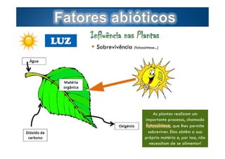 LUZ

Page  4

 Sobrevivência (fotossíntese...)

As plantas realizam um
importante processo, chamado
fotossíntese, que lhes permite
sobreviver. Elas obtêm a sua
própria matéria e, por isso, não
necessitam deby Ana Kastro
se alimentar!

 