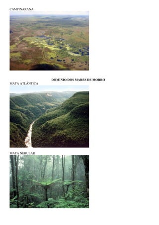 CAMPINARANA




                 DOMÍNIO DOS MARES DE MORRO
MATA ATLÂNTICA




MATA NEBULAR
 