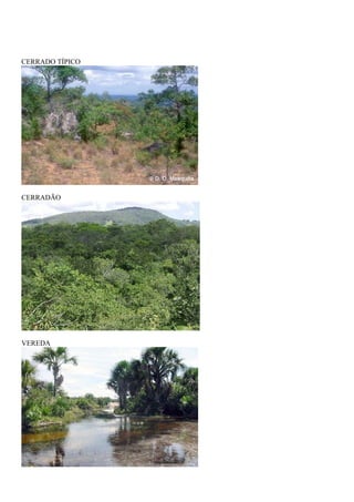 CERRADO TÍPICO




CERRADÃO




VEREDA
 