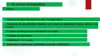  Adicionam N e C ao solo;
 PLANTAS SUPERIORES:
 Efeitos:
 Aumento da água disponível no solo ( evaporação);
 Atenuação da agressividade climática em termos de amplitude térmica, hídrica e de
erosão;
 As raízes desintegram mecanicamente as rochas;
 Ciclagem de nutrientes;
 Aumentam estruturação, porosidade, aeração e infiltração;
 