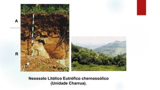 Neossolo Litólico Eutrófico chernossólico
(Unidade Charrua).
A
R
 