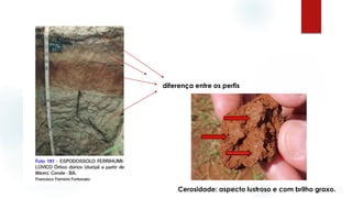 diferença entre os perfis
Cerosidade: aspecto lustroso e com brilho graxo.
 