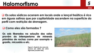 5
Slide
Halomorfismo
 Como eles são formados ?
Os sais liberados na solução dos solos
provém do intemperismo de minerais
primários de rochas como por exemplo o
granito, micaxisto e etc.
 Os solos sódicos ocorrem em locais onde o lençol freático é rico
em águas salinas que por capilaridade ascendem na superfície do
perfil com restrição de drenagem.
Figura 3. Aspécto da cana-de-
açúcar em salino da usina
Agrovale (Juazeiro-BA).
 