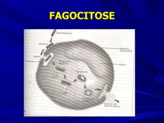 FAGOCITOSE 