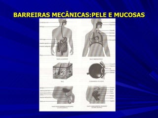 BARREIRAS MECÂNICAS:PELE E MUCOSAS 