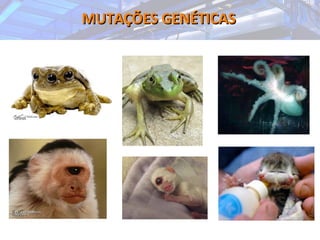 MUTAÇÕES GENÉTICASMUTAÇÕES GENÉTICAS
 