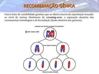RECOMBINAÇÃO GÊNICARECOMBINAÇÃO GÊNICA
Outra fonte de variabilidade genética que se obtém através da reprodução sexuada:
ao nível da meiose (fenômeno de crossing-over, e separação aleatória dos
cromossomas homólogos) e da fecundação (fusão aleatória dos gametas).
 
