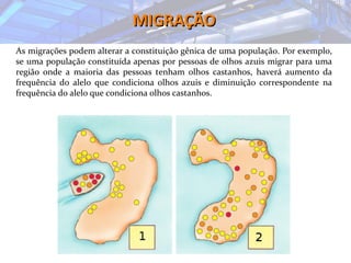 MIGRAÇÃOMIGRAÇÃO
As migrações podem alterar a constituição gênica de uma população. Por exemplo,
se uma população constituída apenas por pessoas de olhos azuis migrar para uma
região onde a maioria das pessoas tenham olhos castanhos, haverá aumento da
frequência do alelo que condiciona olhos azuis e diminuição correspondente na
frequência do alelo que condiciona olhos castanhos.
 