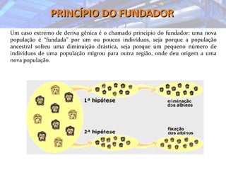 PRINCÍPIO DO FUNDADORPRINCÍPIO DO FUNDADOR
Um caso extremo de deriva gênica é o chamado principio do fundador: uma nova
população é “fundada” por um ou poucos indivíduos, seja porque a população
ancestral sofreu uma diminuição drástica, seja porque um pequeno número de
indivíduos de uma população migrou para outra região, onde deu origem a uma
nova população.
 