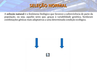SELEÇÃO NORMALSELEÇÃO NORMAL
A seleção natural é o fenômeno biológico que favorece a sobrevivência de parte da
população, ou seja, aqueles seres que, graças à variabilidade genética, herdaram
combinações gênicas mais adaptativas a uma determinada condição ecológica.
 