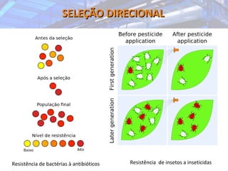SELEÇÃO DIRECIONALSELEÇÃO DIRECIONAL
Resistência de bactérias à antibióticos Resistência de insetos a inseticidas
 