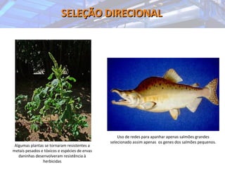 SELEÇÃO DIRECIONALSELEÇÃO DIRECIONAL
Algumas plantas se tornaram resistentes a
metais pesados e tóxicos e espécies de ervas
daninhas desenvolveram resistência à
herbicidas
Uso de redes para apanhar apenas salmões grandes
selecionado assim apenas os genes dos salmões pequenos.
 