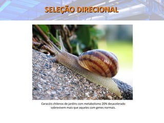 SELEÇÃO DIRECIONALSELEÇÃO DIRECIONAL
Caracóis chilenos de jardins com metabolismo 20% desacelerado
sobrevivem mais que aqueles com genes normais.
 