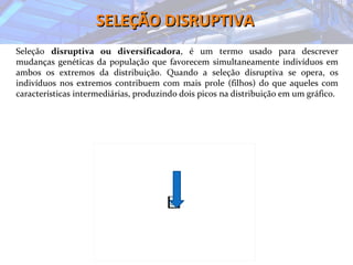 SELEÇÃO DISRUPTIVASELEÇÃO DISRUPTIVA
Seleção disruptiva ou diversificadora, é um termo usado para descrever
mudanças genéticas da população que favorecem simultaneamente indivíduos em
ambos os extremos da distribuição. Quando a seleção disruptiva se opera, os
indivíduos nos extremos contribuem com mais prole (filhos) do que aqueles com
características intermediárias, produzindo dois picos na distribuição em um gráfico.
 