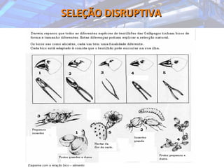 SELEÇÃO DISRUPTIVASELEÇÃO DISRUPTIVA
 