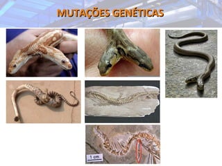 MUTAÇÕES GENÉTICASMUTAÇÕES GENÉTICAS
 
