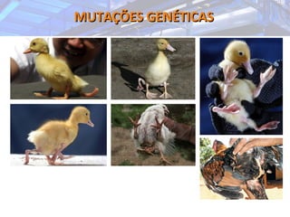 MUTAÇÕES GENÉTICASMUTAÇÕES GENÉTICAS
 