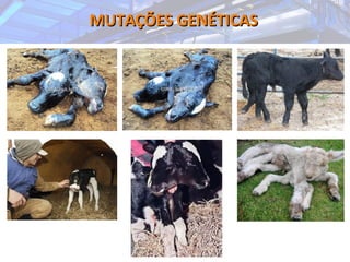 MUTAÇÕES GENÉTICASMUTAÇÕES GENÉTICAS
 
