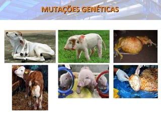 MUTAÇÕES GENÉTICASMUTAÇÕES GENÉTICAS
 