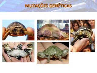 MUTAÇÕES GENÉTICASMUTAÇÕES GENÉTICAS
 