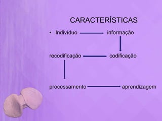 CARACTERÍSTICAS
• Indivíduo     informação



recodificação   codificação




processamento        aprendizagem
 