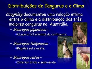 Distribuições de Cangurus e o Clima
Caughley documentou uma relação intima
 entre o clima e a distribuição dos três
 maiores cangurus na Austrália.
  – Macropus giganteus -
      Ocupa a 1/3 oriental do continente.


  – Macropus fuliginosus -
      Regiões sul e oeste.


  – Macropus rufus –
      Interior árido e semi-árido.
 