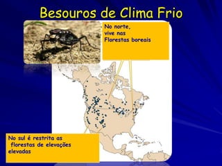 Besouros de Clima Frio
                          No norte,
                          vive nas
                          Florestas boreais




No sul é restrita as
 florestas de elevações
elevadas
 
