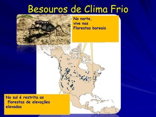 Besouros de Clima Frio
                          No norte,
                          vive nas
                          Fl...